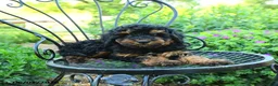 Mixed Breed dogs for sale: Pascal - Ad 2