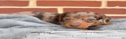 Miniature Dachshund dogs for sale: Godiva - Ad 5