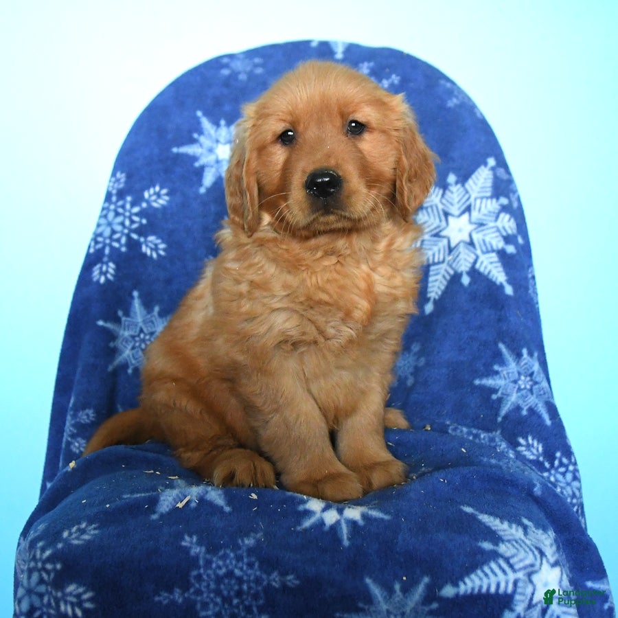 Golden Retriever dogs for sale: Willie - Ad 2