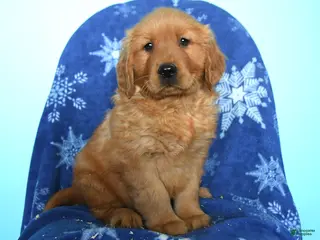 Golden Retriever dogs for sale: Willie - Ad 2