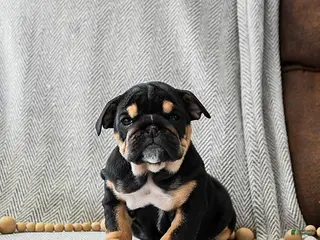 English Bulldog dogs Butter Pecan - Ad 26