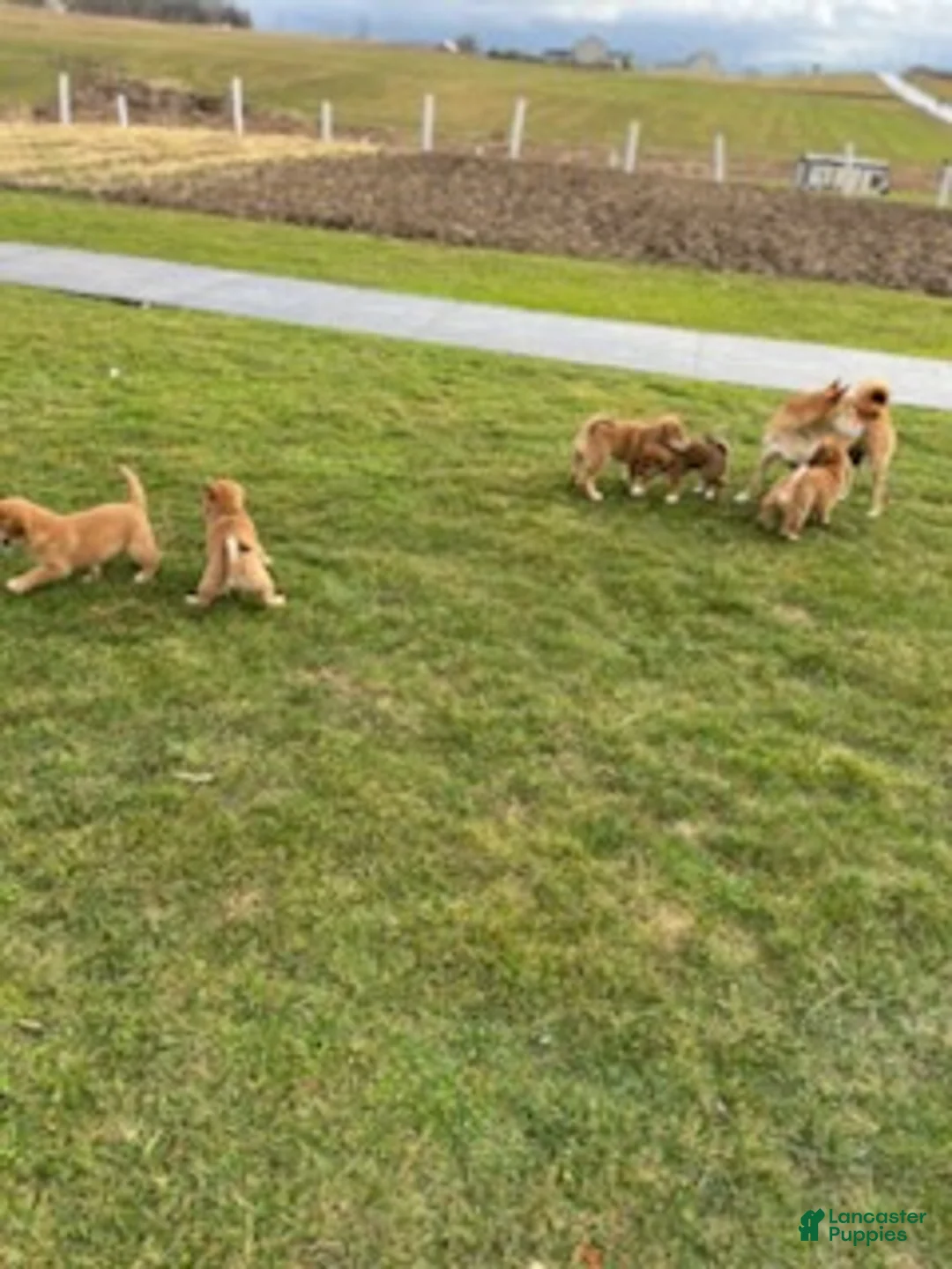 Mixed Breed dogs for sale: Stacey - Ad 3