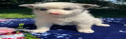 Pomsky dogs for sale: Nemo - Ad 4
