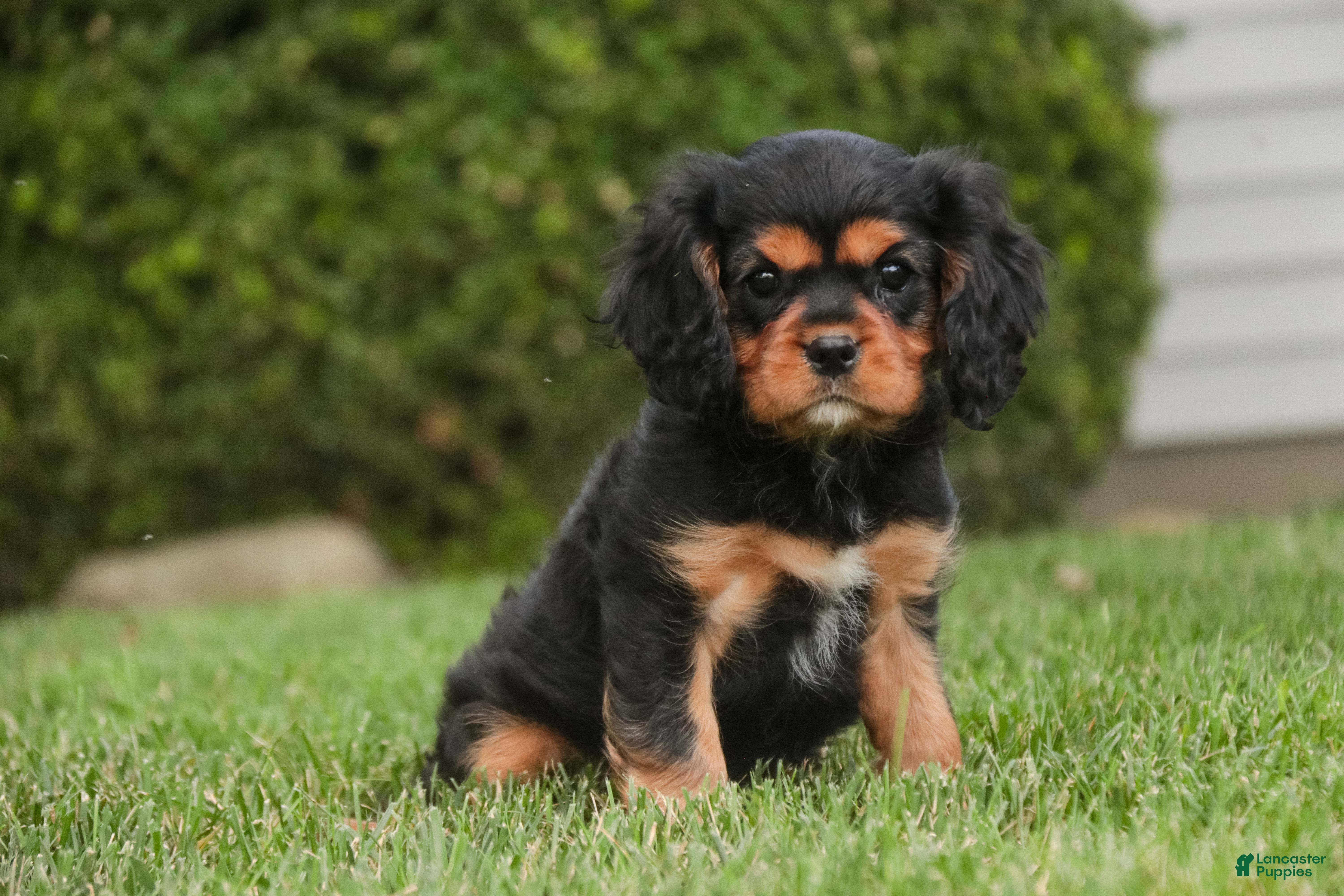Cavalier King Charles Spaniel dogs Leroy Cavalier King Charles Spaniel  - Ad 1