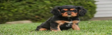 Leroy Cavalier King Charles Spaniel 