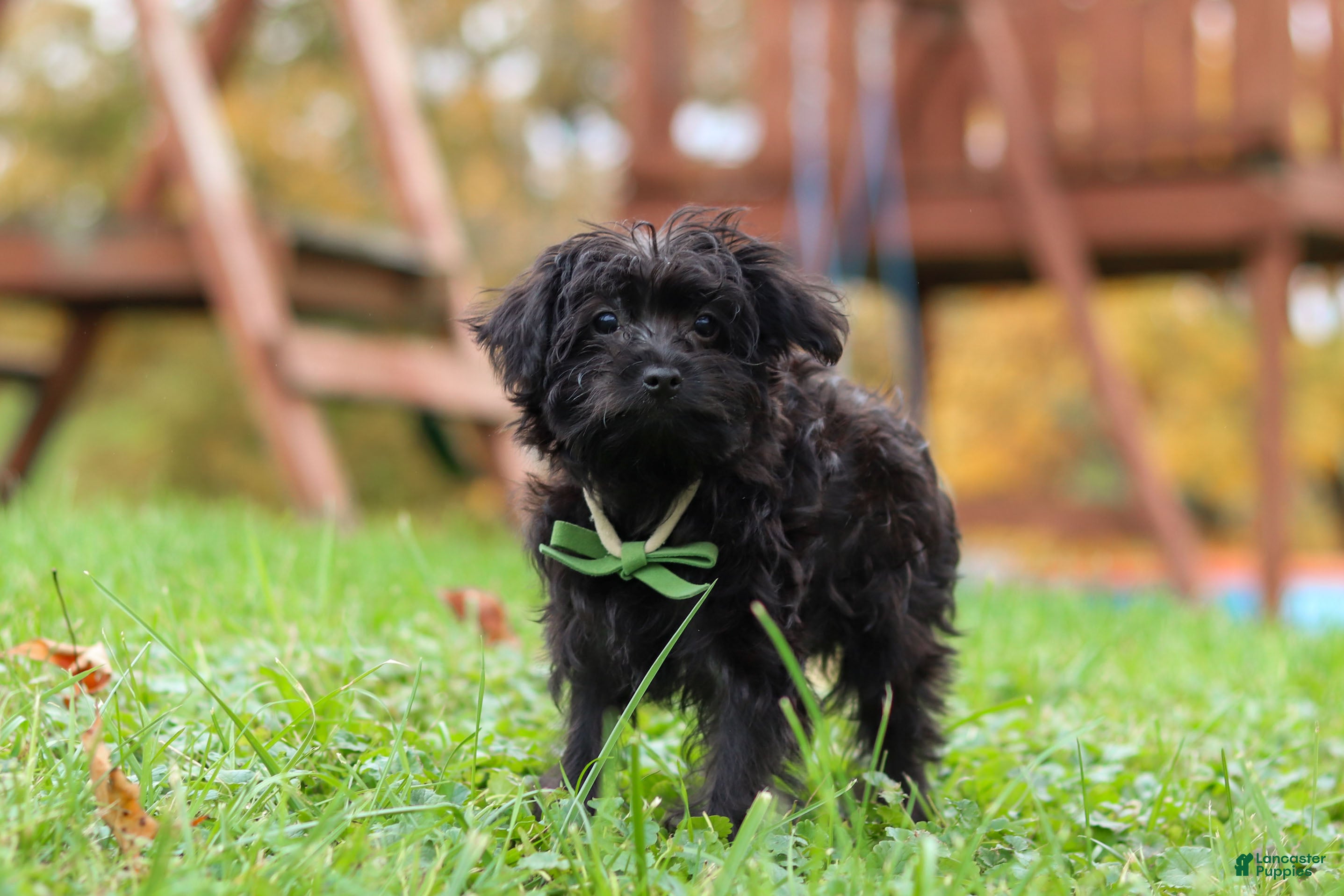 Yorkiepoo dogs Randall - Ad 2