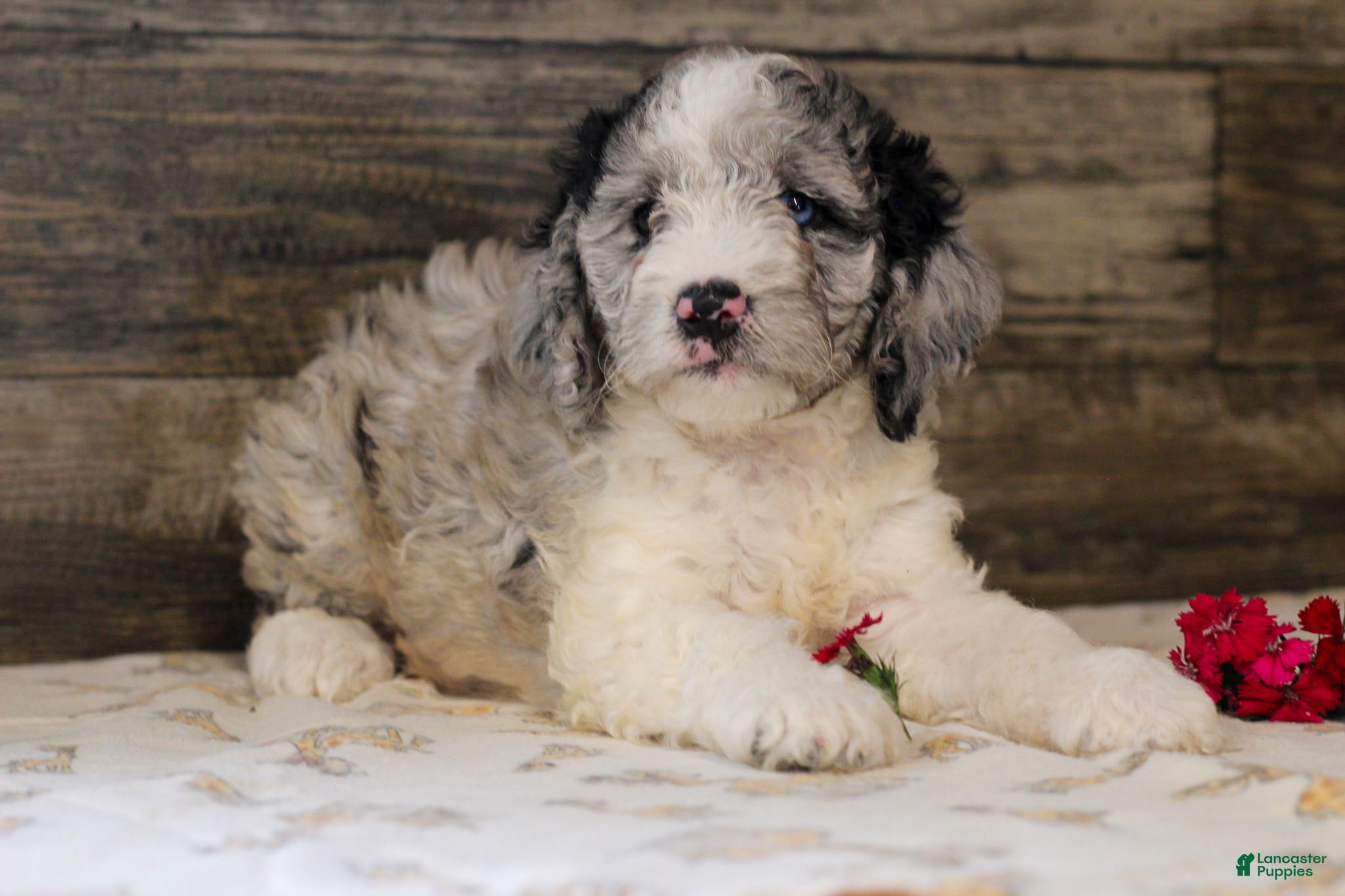 Mixed Breed dogs Millie - Ad 2