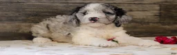 Mixed Breed dogs for sale: Millie - Ad 2