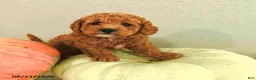 Mini Bernedoodle dogs for sale: Molly - Ad 4
