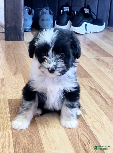 Mini Aussiedoodle dogs Jude - Ad 5