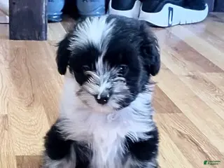 Mini Aussiedoodle dogs Jude - Ad 5