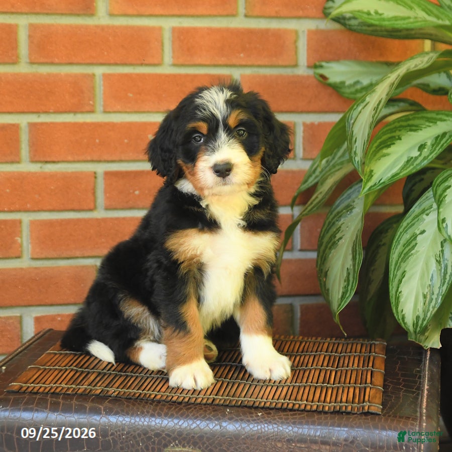 Bandit