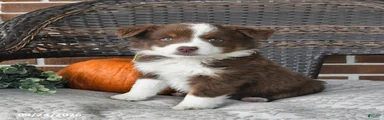 Rusty