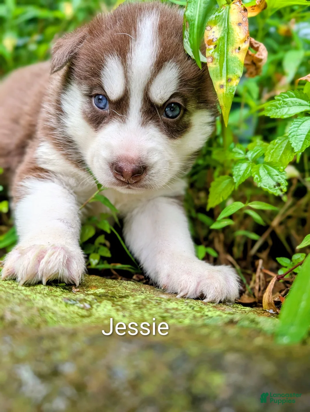 Siberian Husky dogs for sale: Jessie - Ad 1