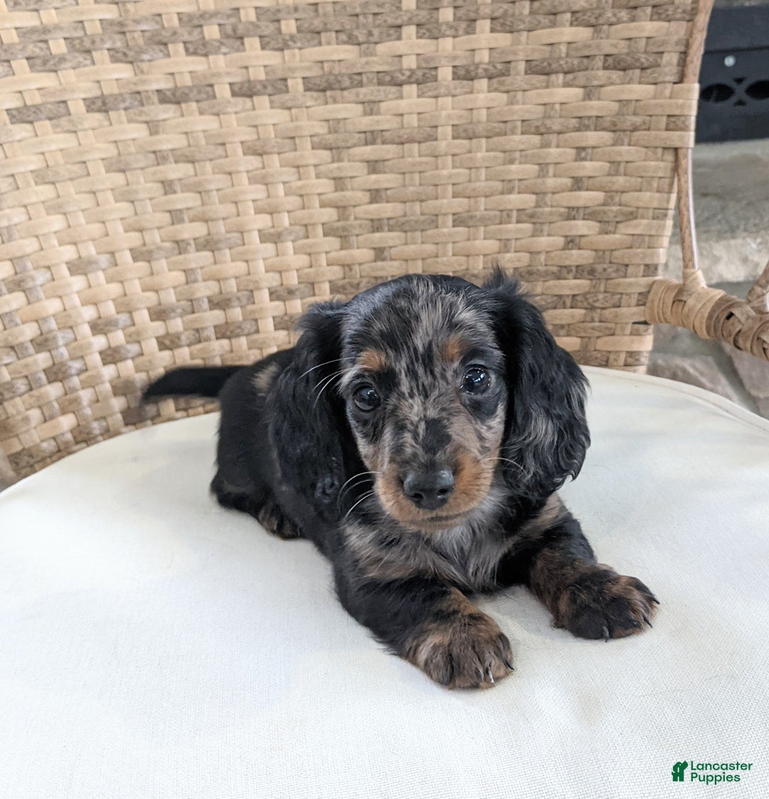 Miniature Dachshund dogs for sale: Jasmine  - Ad 1