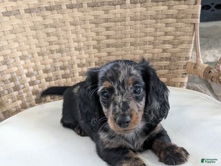Miniature Dachshund dogs Jasmine - Ad 29