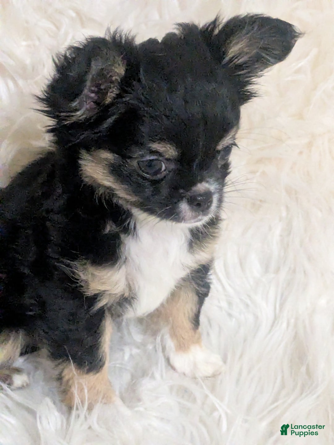 Chihuahua dogs for sale:  AKC Nilolai  - Ad 1