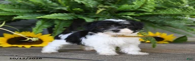 Millie