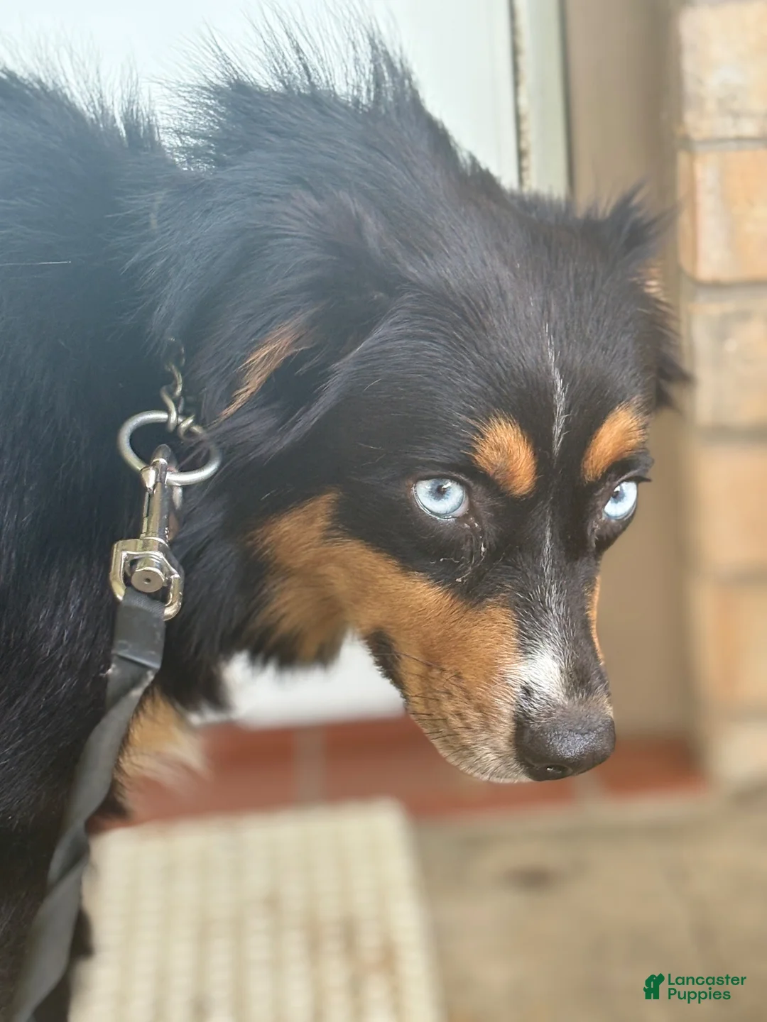 Australian Shepherd dogs for sale: Luna - Ad 5