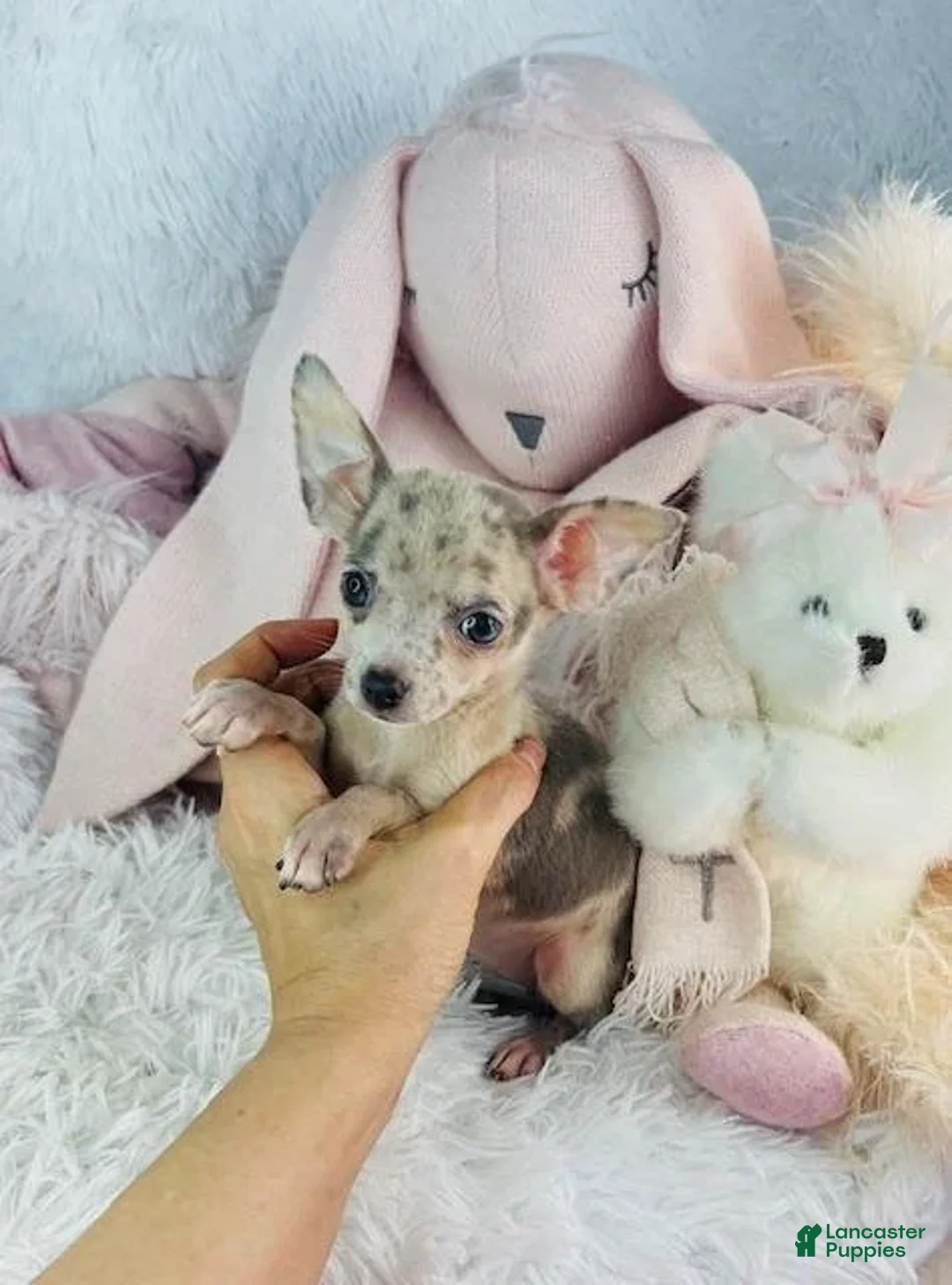 Chihuahua dogs for sale: Clara - Ad 2