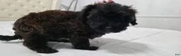 Yorkiepoo dogs for sale: Yorkiepoo 3 Red Collar  - Ad 12