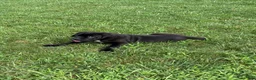 Cane Corso dogs for sale: Kody - Ad 12