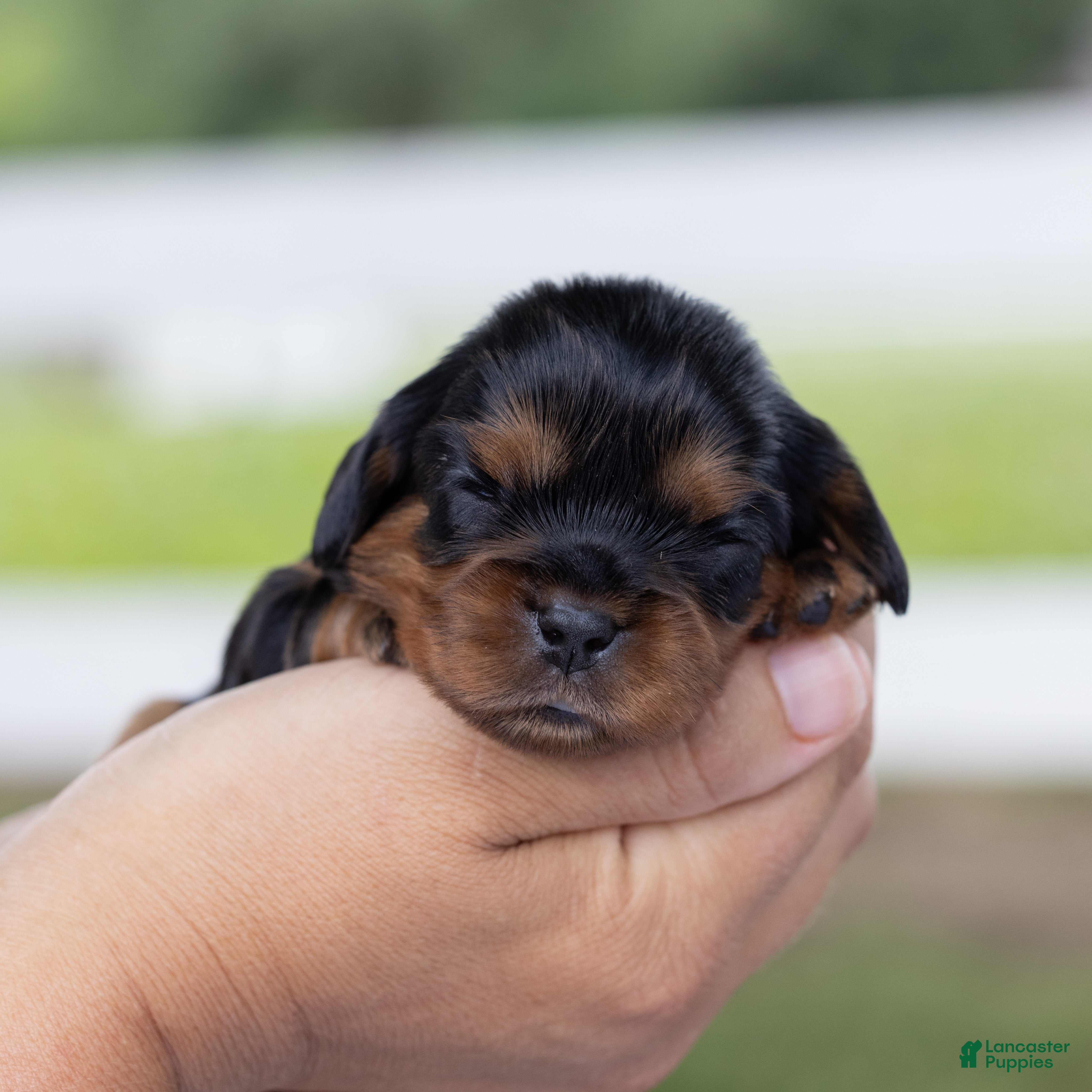 Cavalier King Charles Spaniel dogs Spanky - Ad 2