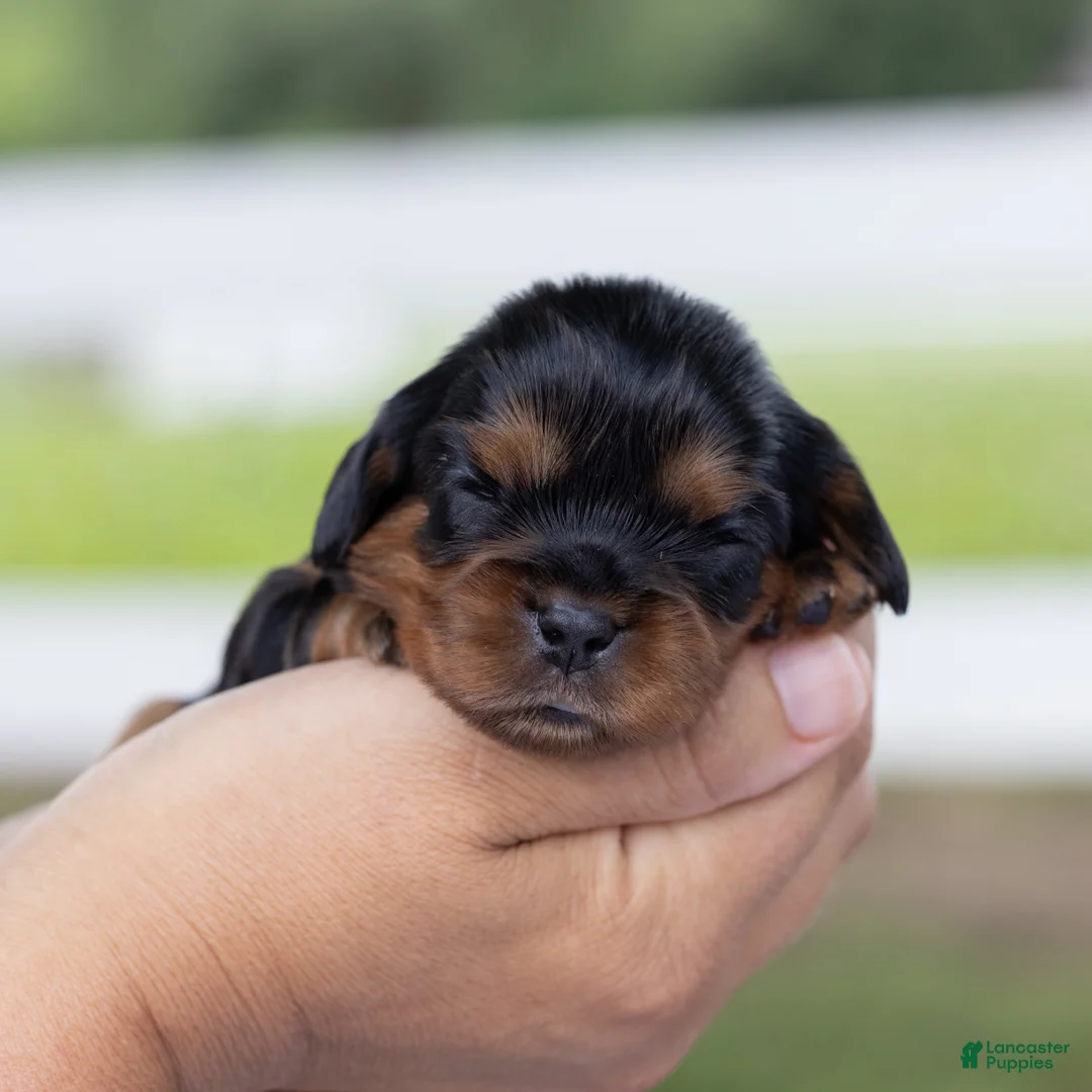Cavalier King Charles Spaniel dogs for sale: Spanky - Ad 2