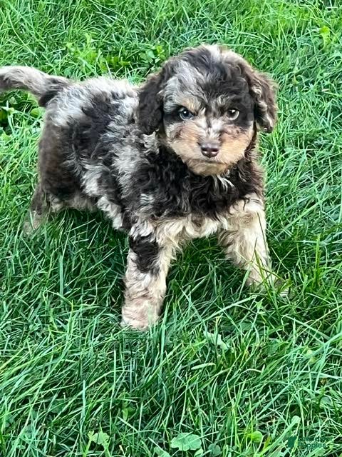 Aussiedoodle Miniature