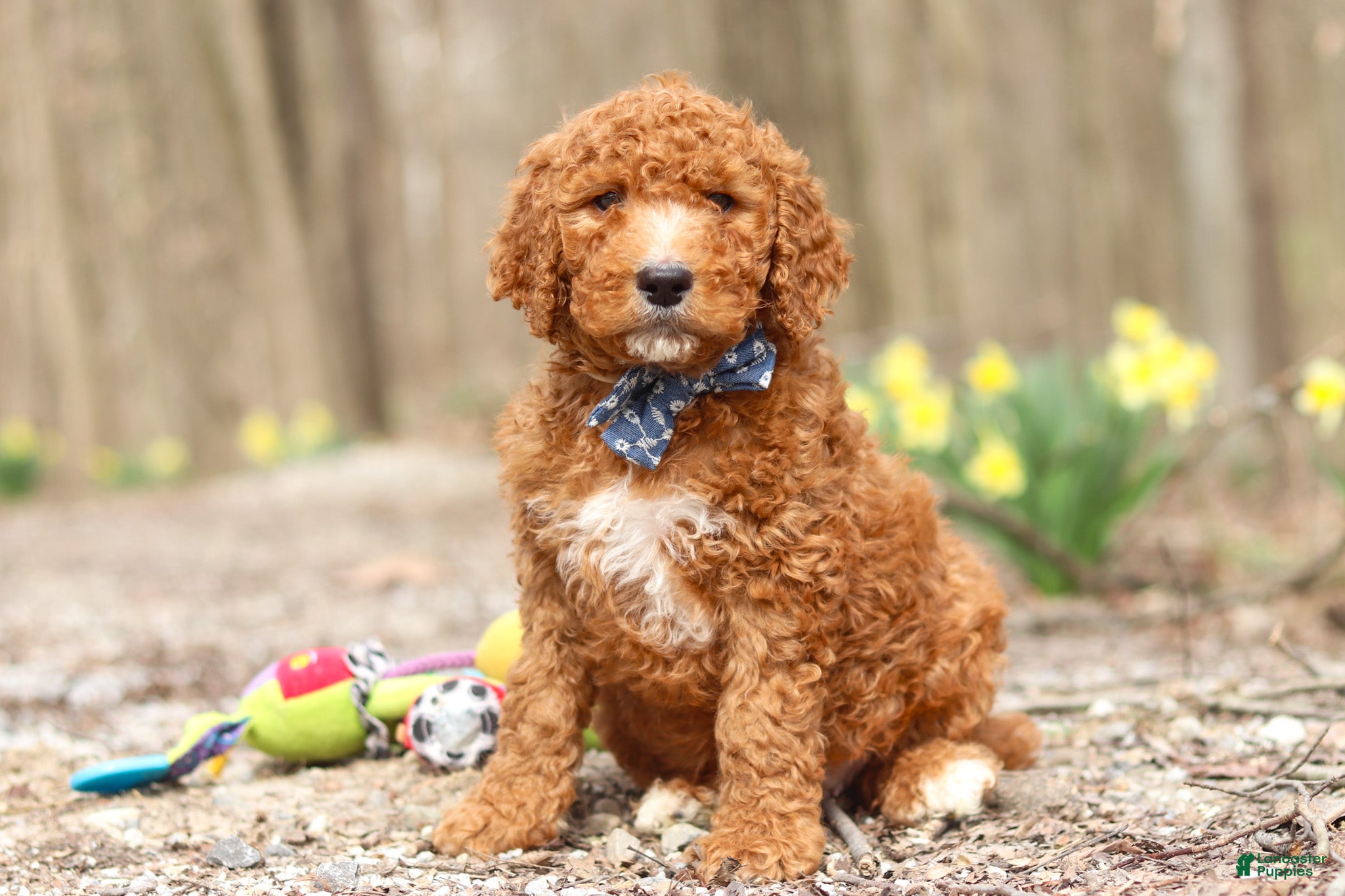Goldendoodle dogs Luke - Ad 1