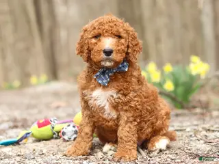 Goldendoodle dogs for sale: Luke - Ad 1