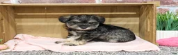 Miniature Schnauzer dogs for sale: Draya - Ad 6