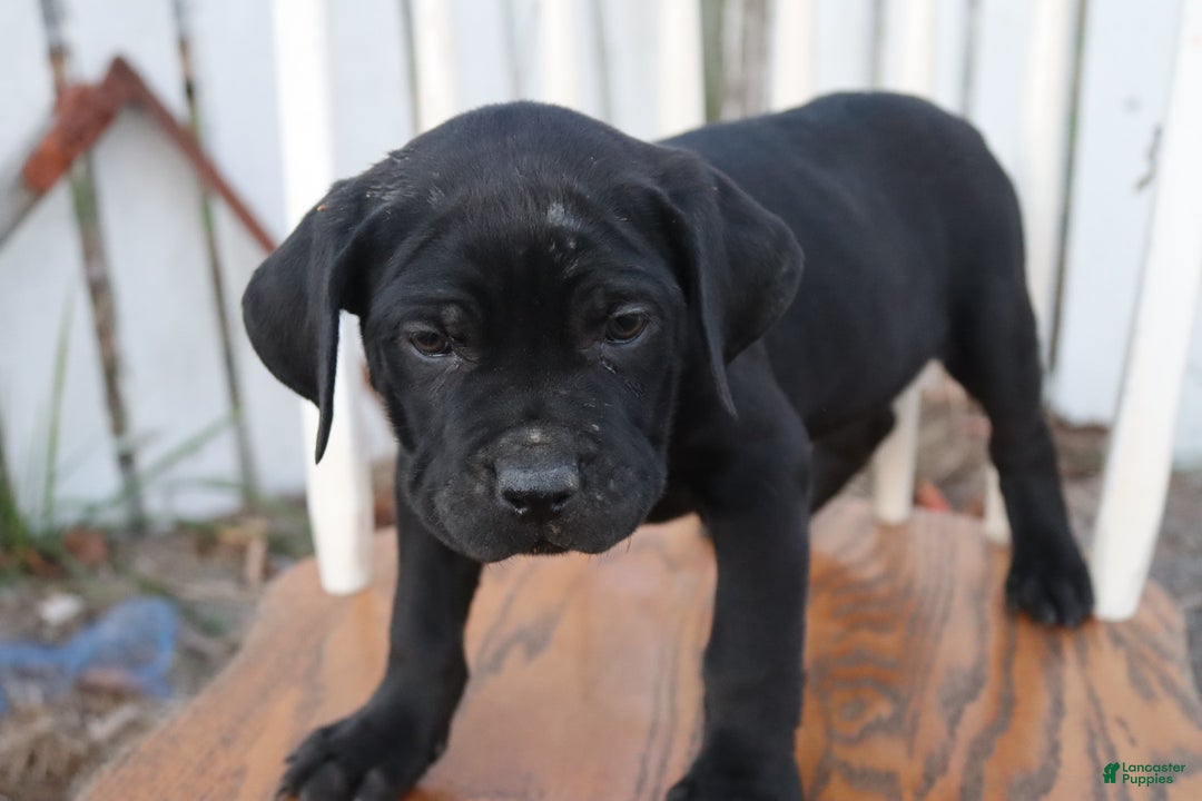 Cane Corso dogs for sale: Belinda - Ad 7