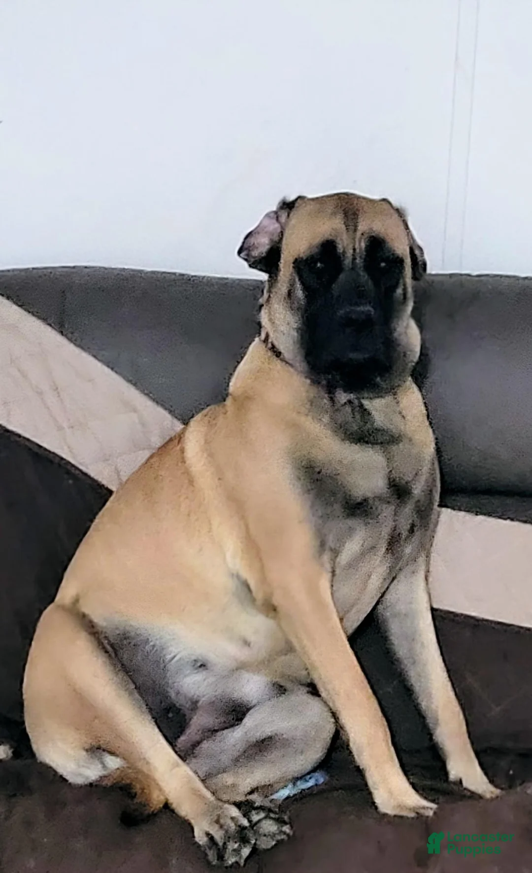 Mixed Breed dogs for sale: Mixed Breed 2 - Ad 2