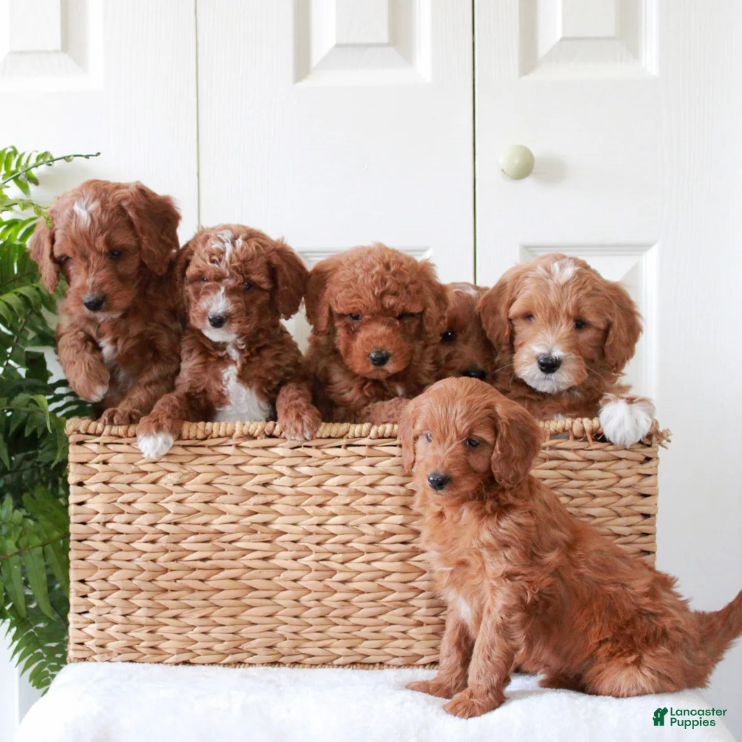 Mini Goldendoodle dogs for sale: Hayes  - Ad 4