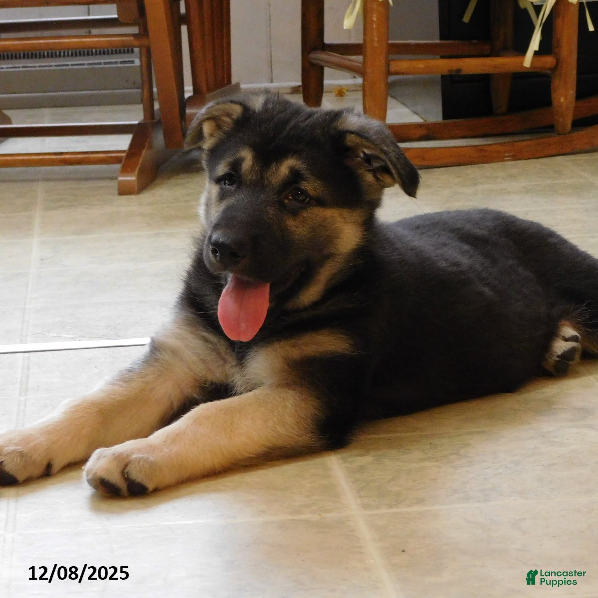 German Shepherd dogs Tessie - Ad 6
