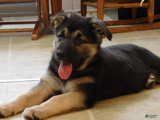 German Shepherd dogs Tessie - Ad 14