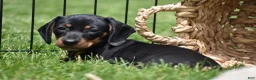 Miniature Dachshund dogs for sale: Slinky - Ad 9