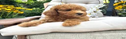 Cavapoo dogs for sale: Butler - Ad 2