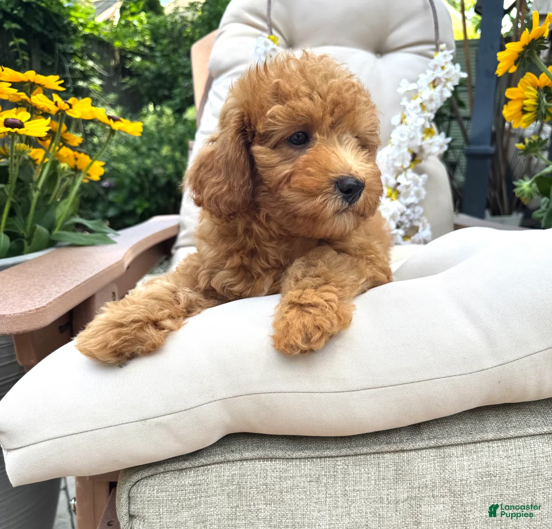 Cavapoo dogs for sale: Butler - Ad 2