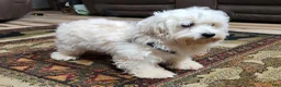 Havanese dogs for sale: Luna - Ad 5