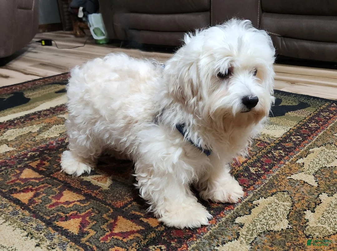 Havanese dogs for sale: Luna - Ad 5
