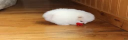 Pomeranian dogs for sale: Teacup Pamela - Ad 12