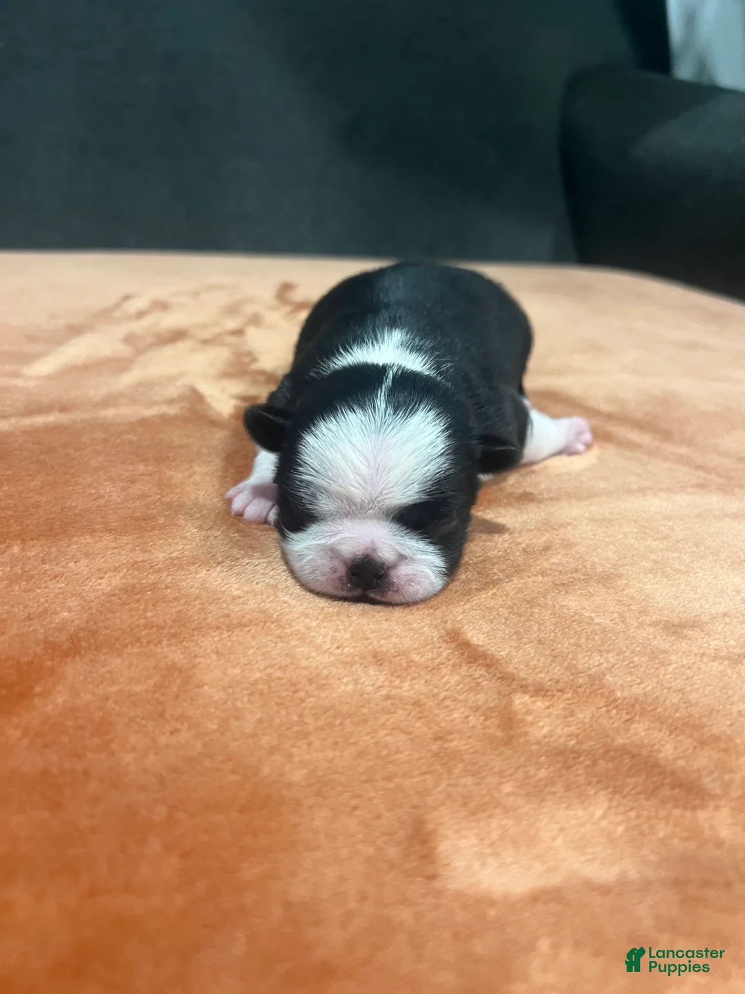 Pug dogs for sale: Ty - Ad 2