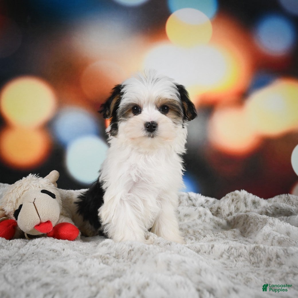 Morkie dogs Millie - Ad 2