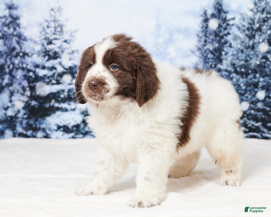 Newfoundland dogs for sale: Charlie - Ad 2