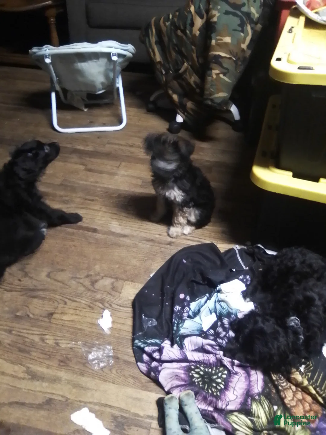 Mini Aussiedoodle dogs for sale: Mini Aussiedoodle Puppy 4 - Ad 2