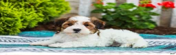 Havapoo dogs for sale: Wanda (Raised in Home, Crate Trained, & Potty Training!) - Ad 5