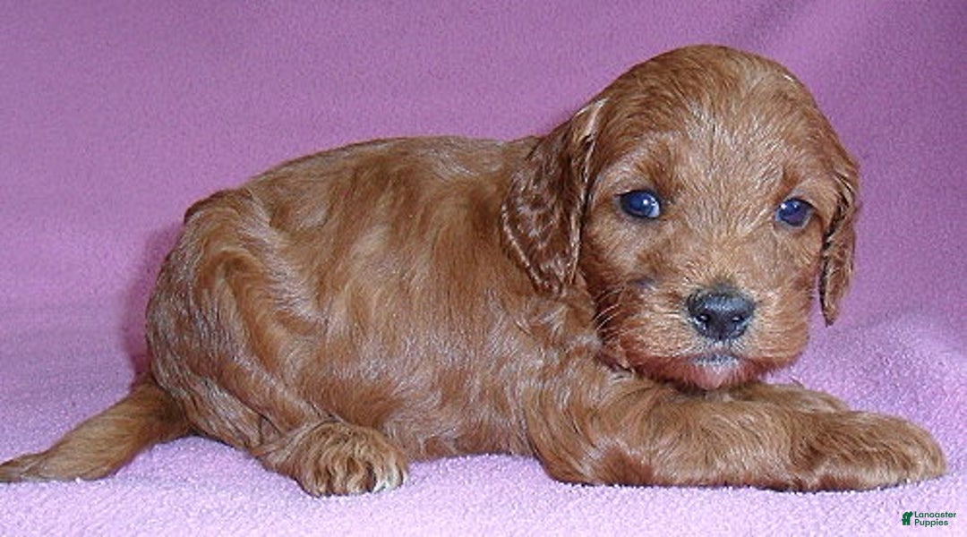 Cockapoo dogs for sale: Annie - Ad 3