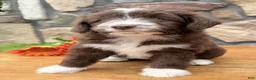 Mixed Breed dogs for sale: Cookie - Ad 4
